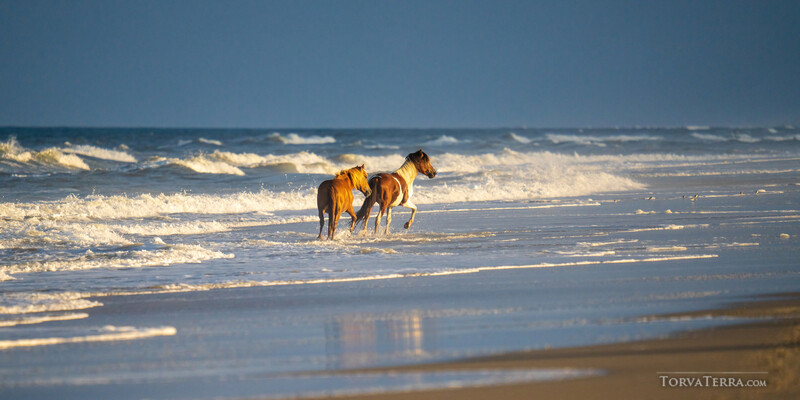 Horse wearing a yellow jacket standing in shallow ocean waves at sunset.