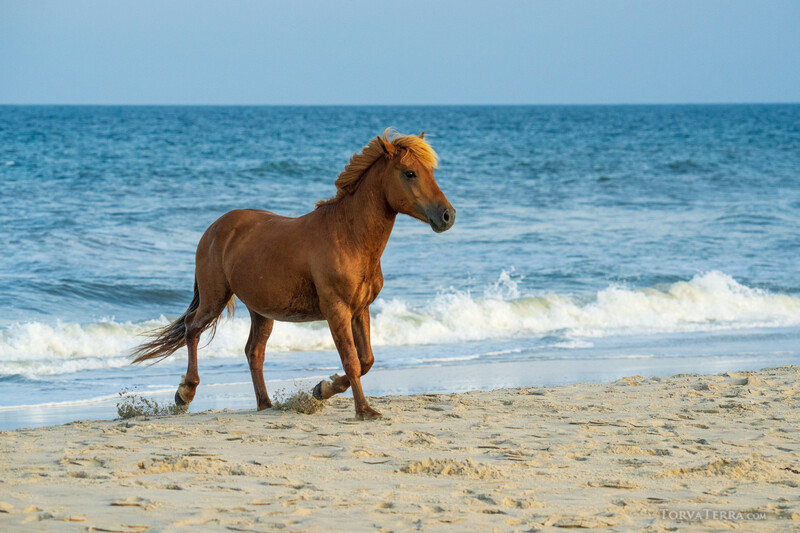 Brown horse standing on sandy beach with ocean waves and blue sky in background.