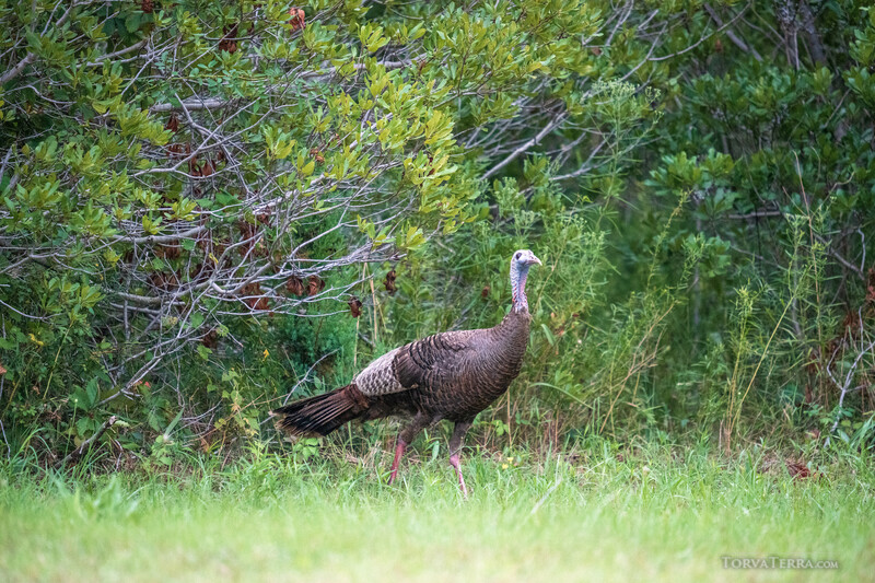 Wild turkey standing in grass at forest edge, displaying dark plumage and pale head.