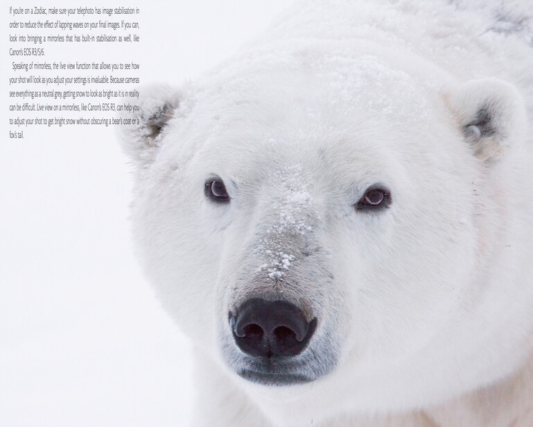 Close-up portrait of a polar bear's face with snow on its fur and nose against a white background.
