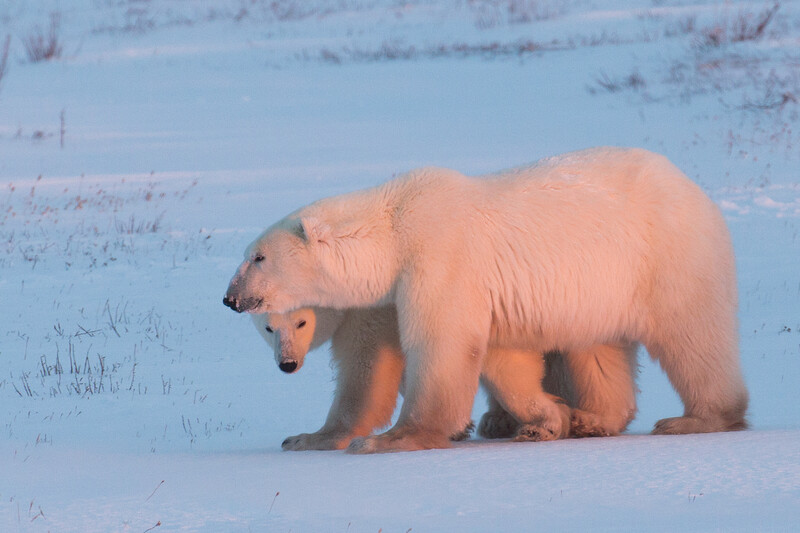 Polar bear mother and cub walking across snow-covered tundra in soft golden light.