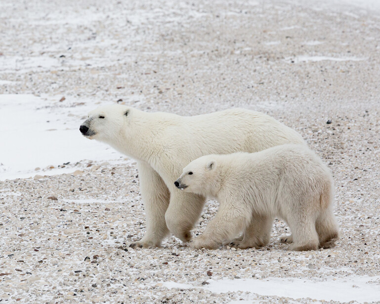 Adult polar bear and cub walking across rocky, snow-covered terrain near a shallow pool of water.