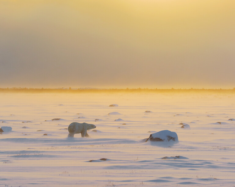 Two polar bears walking across frozen Arctic sea ice in golden sunrise light.