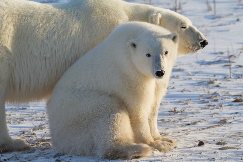 Two polar bears on snowy ground, one sitting in foreground, one standing behind in soft natural light.