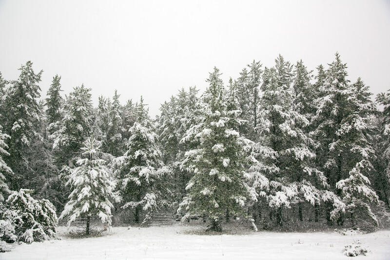 Snow-covered evergreen forest with dense trees under overcast sky.