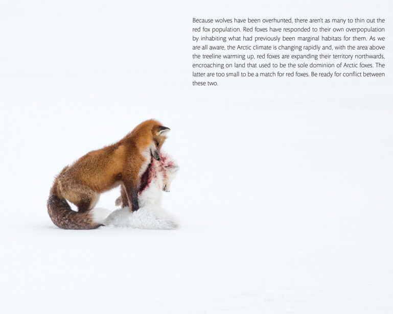 Mink holding a freshly caught pink fish in snow.