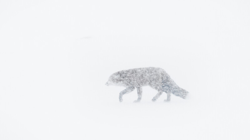Arctic fox walking through deep snow in whiteout conditions.