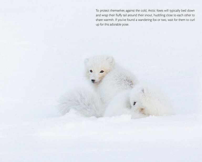 Two Arctic foxes huddled together in deep snow, their white winter coats blending into the landscape.