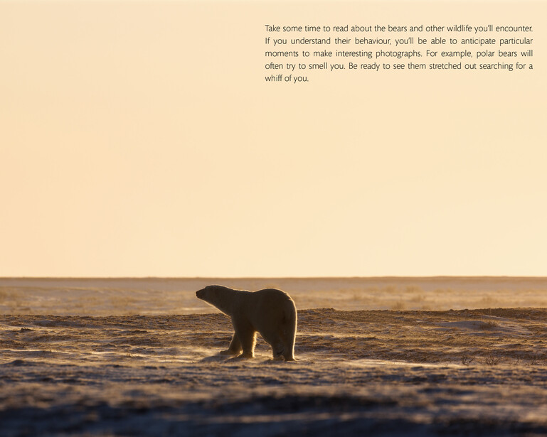Polar bear walking across snow and ice during golden hour with ocean horizon in background.