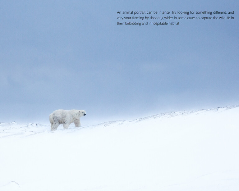 Polar bear walking across snowy Arctic landscape under clear blue sky.