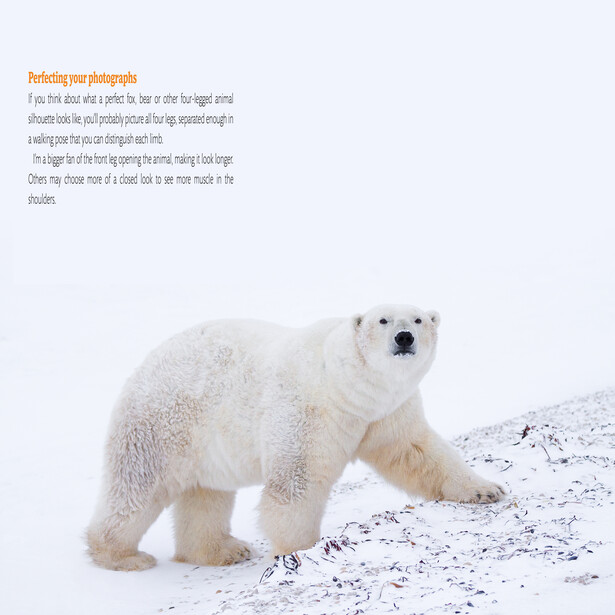 Polar bear standing on snowy ground with a calm, direct gaze toward the camera.