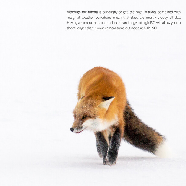 Red fox in snow with head lowered, ears visible, against white background.
