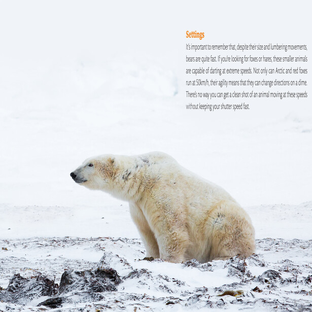 Polar bear sitting on snow and dark rocks in arctic terrain.