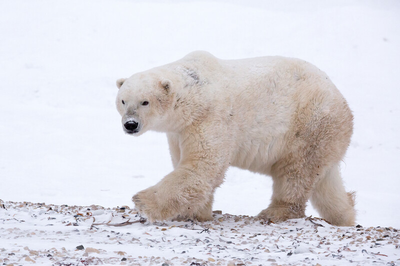 Polar bear walking across rocky, snow-covered ground in profile against a white background.