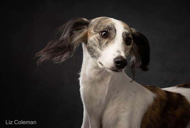 Portrait of a brown and white dog with long ears against a dark background.