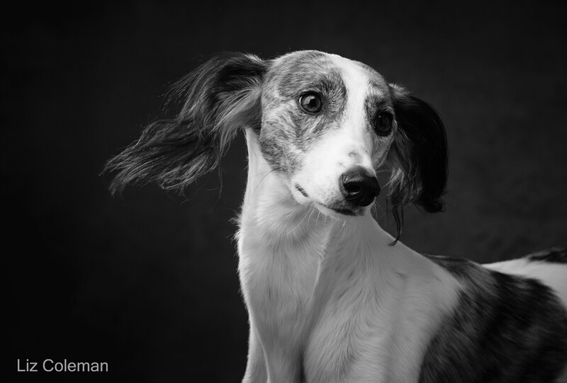 Black and white portrait of a greyhound-type dog with long ears and pointed snout, gazing to the side against dark background.