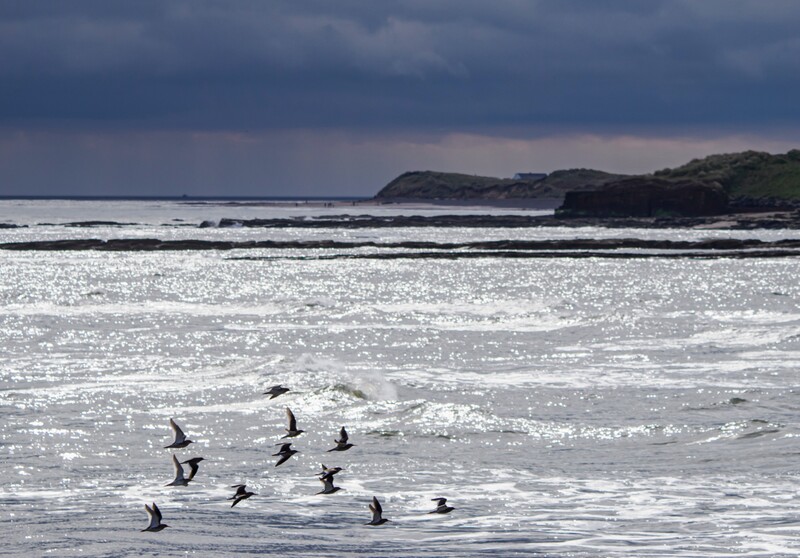 Flock of birds in flight over shallow ocean water with rocky headlands in the distance.