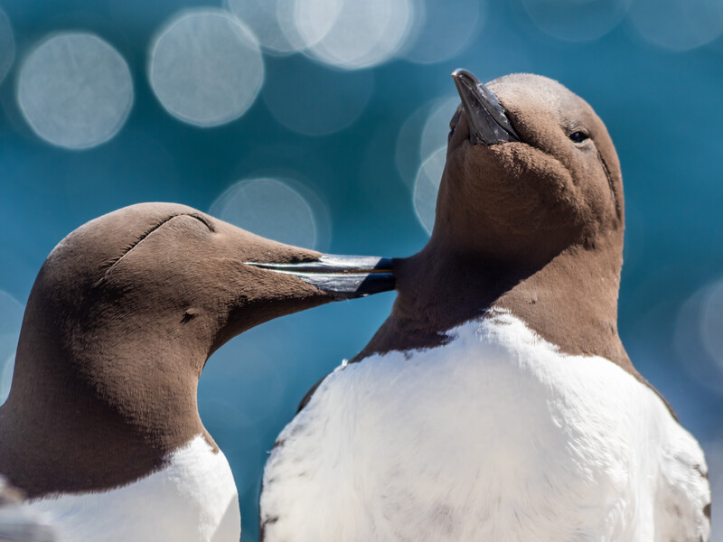 Two brown and white seabirds with long beaks interact closely against a blue ocean background.