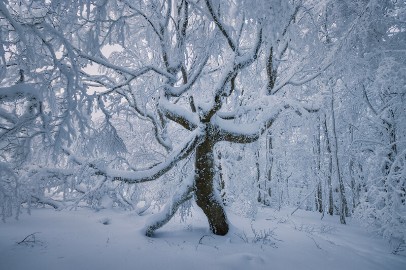Winter Forest