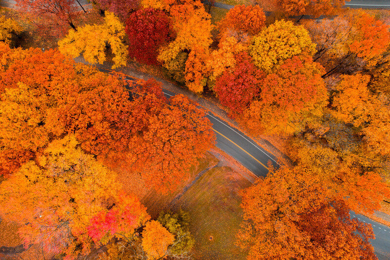 Aerial view of a rural road cutting through vibrant fall foliage in shades of orange, red, and yellow.