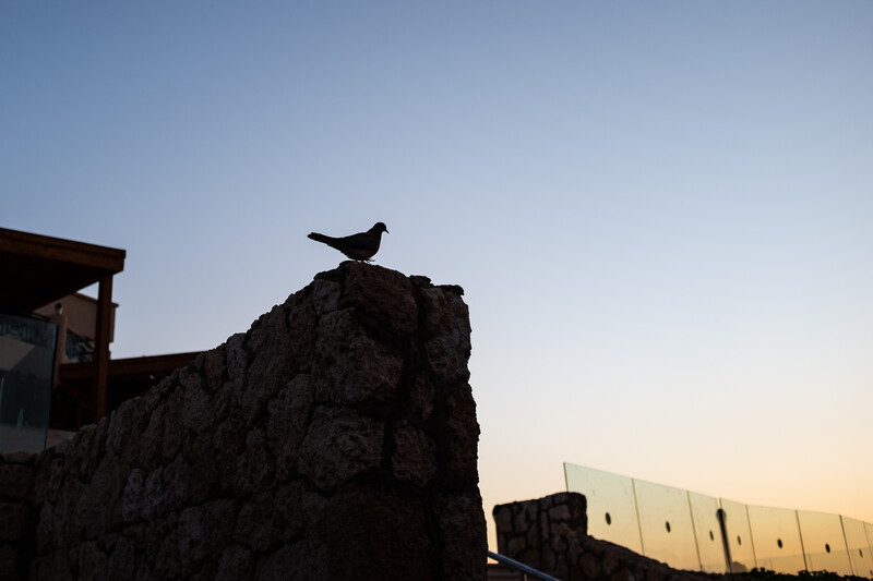 Silhouetted bird perched on rocky outcrop against clear sky at golden hour.