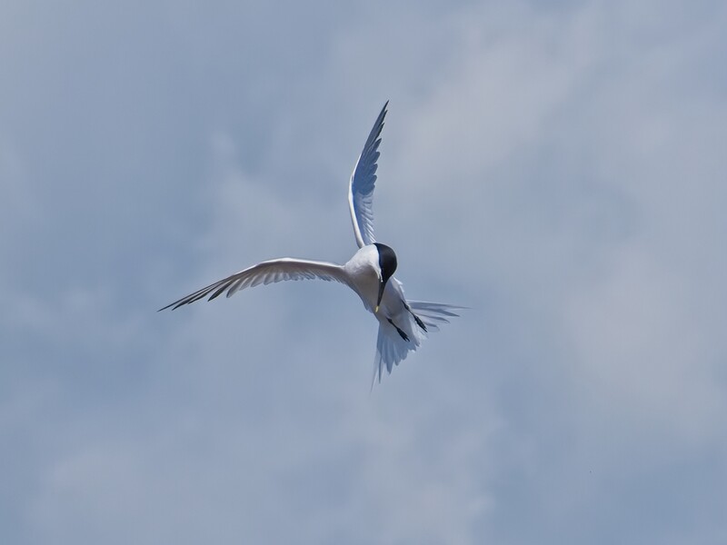 White and gray seabird in flight against a cloudy sky, wings spread wide with tail feathers extended.