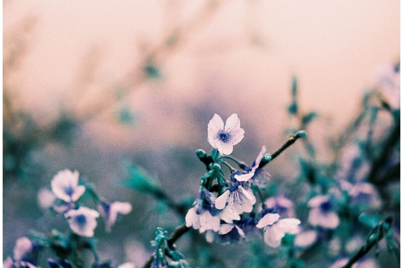 Delicate white flowers with dark centers blooming on thin stems in soft, diffused light.