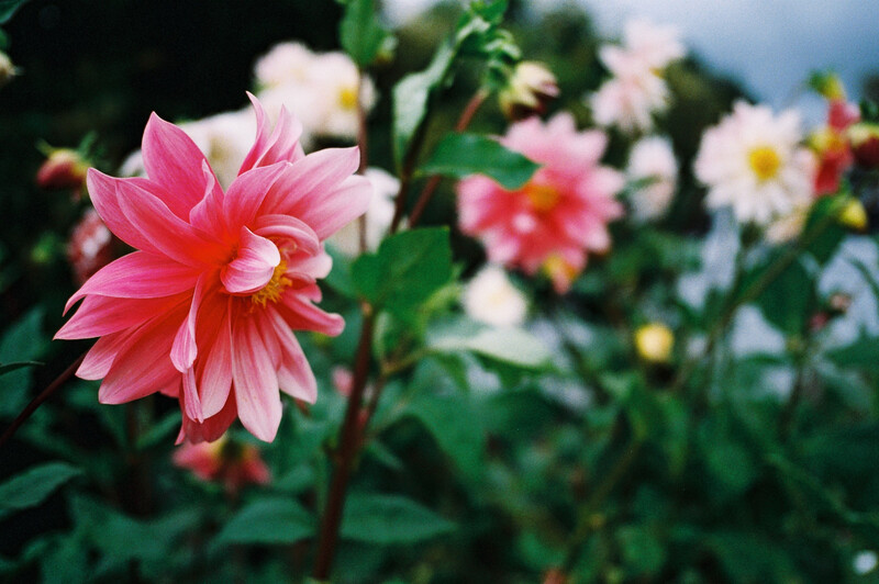 Pink dahlia with layered petals in sharp focus, surrounded by blurred pink and white flowers in a garden setting.