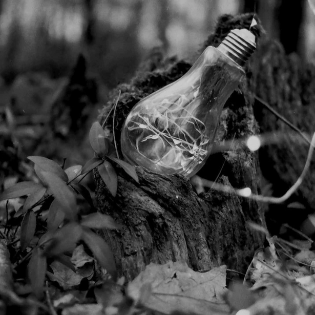 Abandoned incandescent lightbulb resting on weathered wood surrounded by dried leaves and debris.