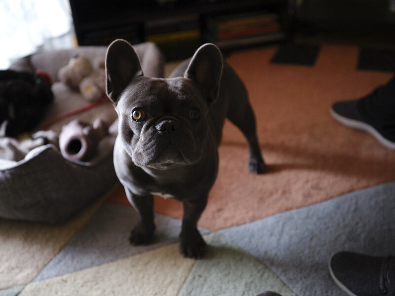 Black French Bulldog standing on brown and cream floor looking directly at camera.