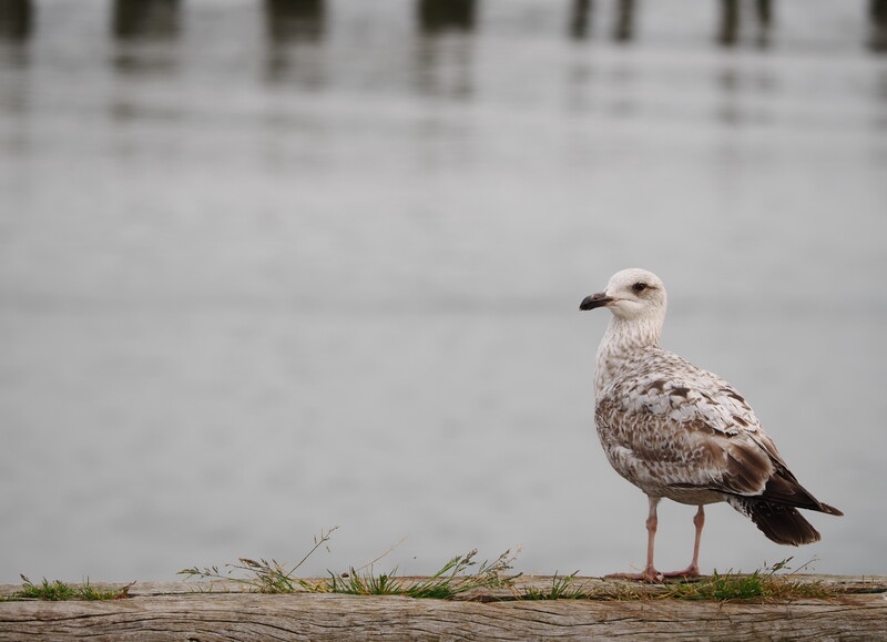 Young gull standing on driftwood with blurred water and pier pilings in background.