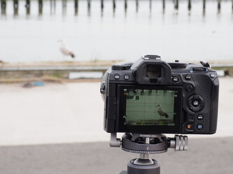 Mirrorless camera mounted on tripod displaying live view footage of a bird in flight on its LCD screen.