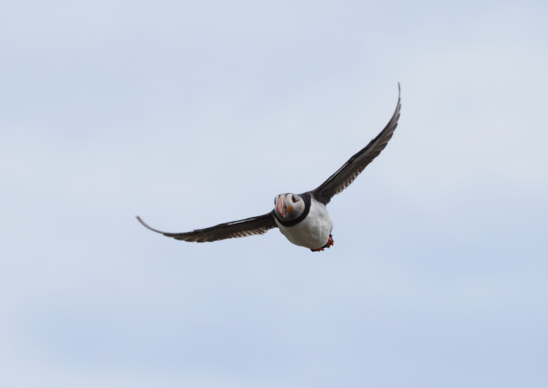 Eagle in flight against a light blue sky, wings spread wide in a soaring position.