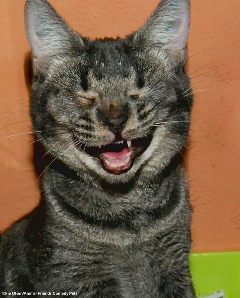 Tabby cat with mouth open mid-meow against solid orange background.