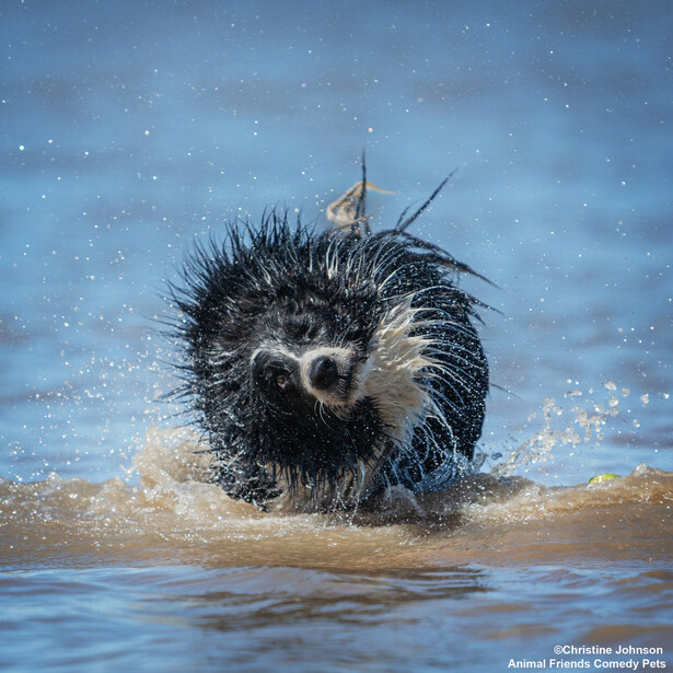 Porcupine running through shallow water with quills raised and water splashing around it.