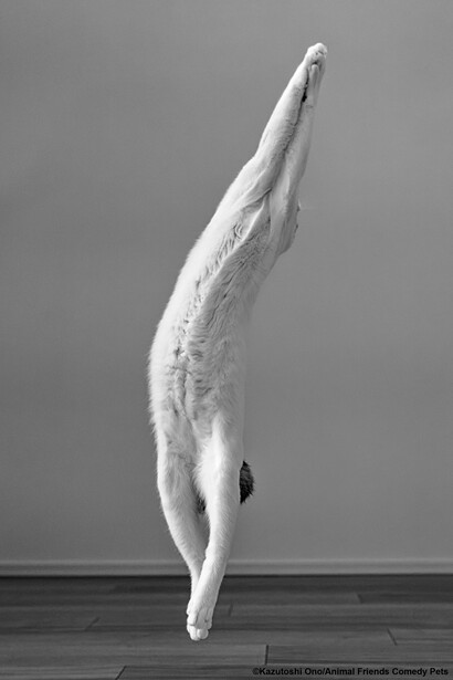 Shirtless male figure performing an inverted vertical balance pose against a neutral gray background.