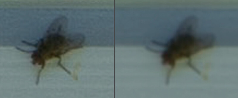 Two comparison shots of a flying insect, likely a fly or bee, captured mid-flight against a light background.