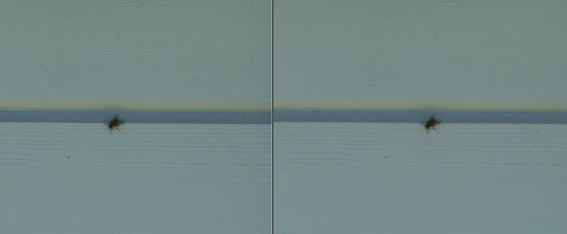 Two insects crawling on a light blue wall divided by a vertical seam or panel joint.