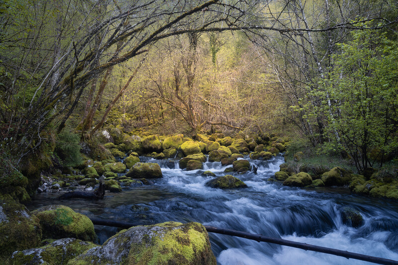 Flowing stream with moss-covered rocks beneath an arching canopy of bare and budding trees.