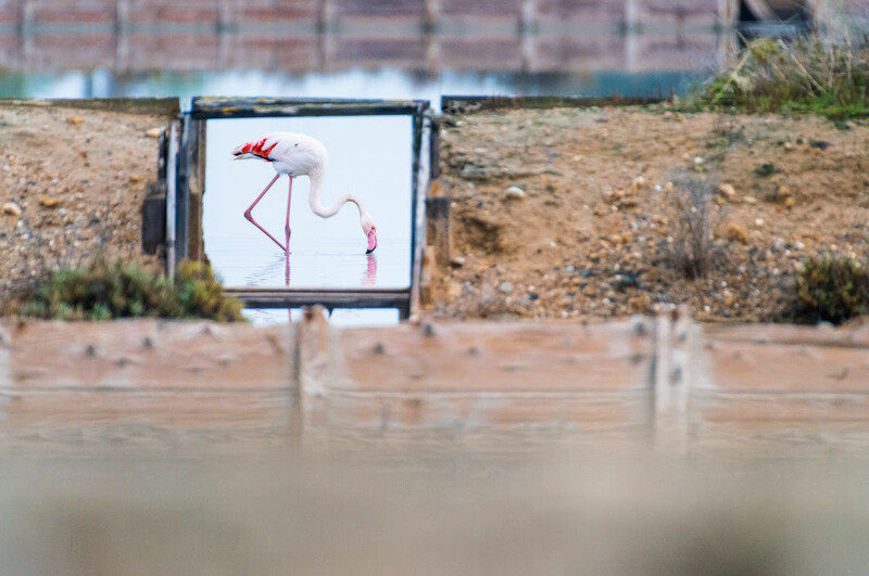 Simple line drawing of a flamingo on white paper mounted on muddy ground near flooded water.