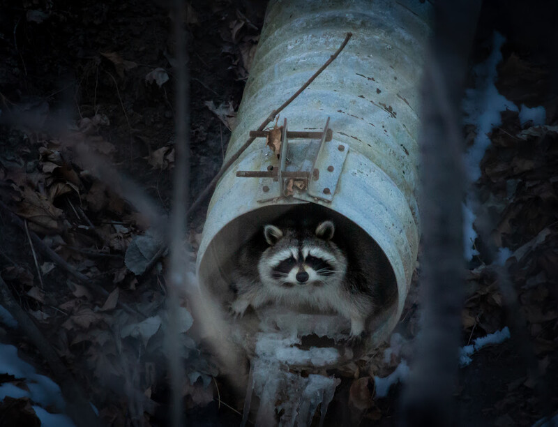 Raccoon peering out from inside a weathered metal pipe surrounded by frost-covered branches.