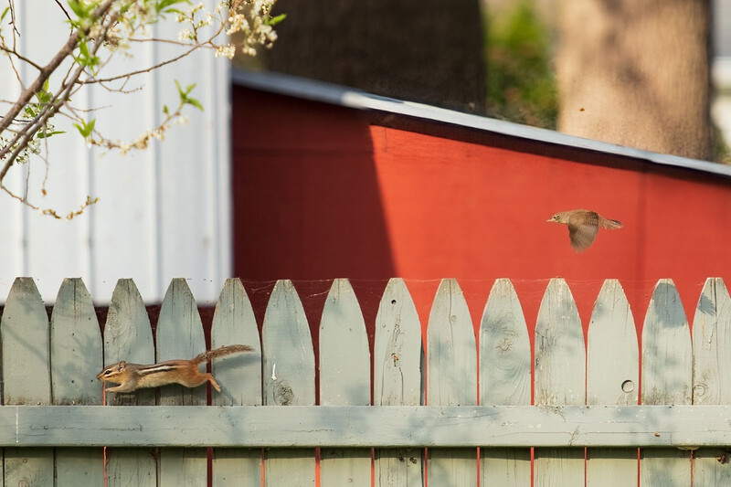 Bird in flight over a weathered picket fence with red barn wall background.