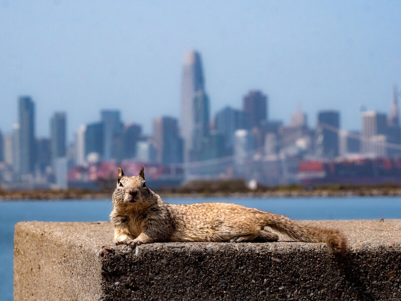 Squirrel perched on a concrete ledge with a blurred city skyline across the water in the background.