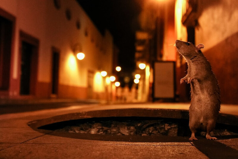 Meerkat standing upright on hind legs in a narrow alleyway lit by warm street lights at night.