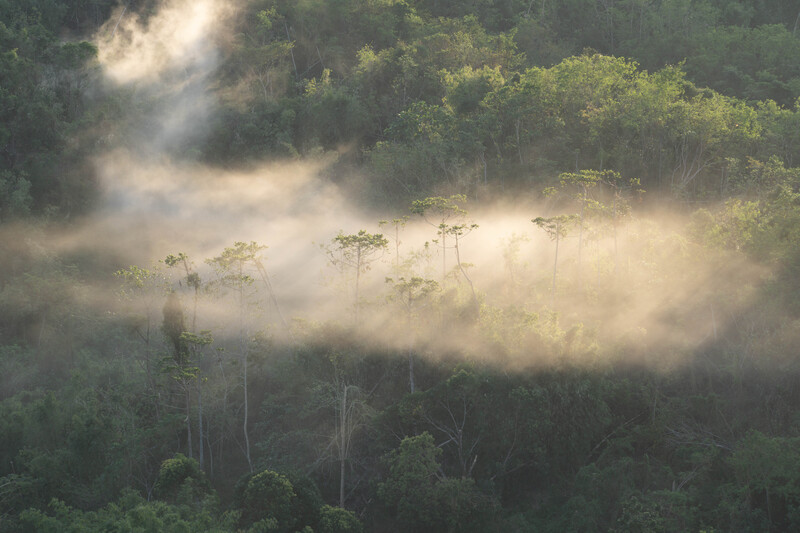 Misty forest canopy with emergent trees rising above thick fog layer at dawn or sunrise.