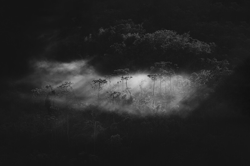 Tall pine trees emerging from dense fog in a misty forest landscape.