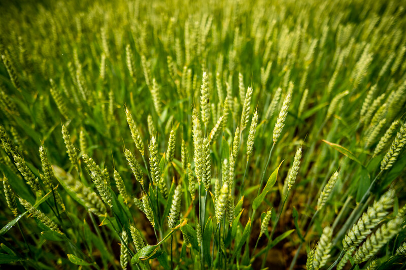 Close-up of immature wheat heads at mid-growth stage with soft backlighting and shallow depth of field.