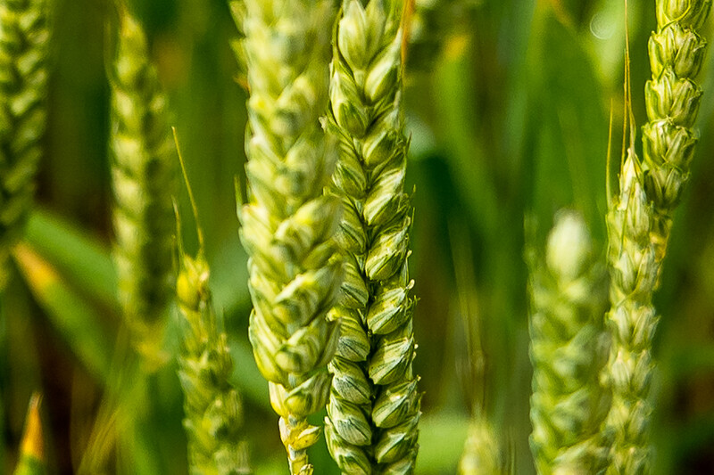 Close-up of ripening grain heads with selective focus and blurred green background.