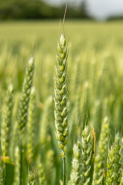 Close-up of mature wheat stalks in focus with blurred field and sky in background.