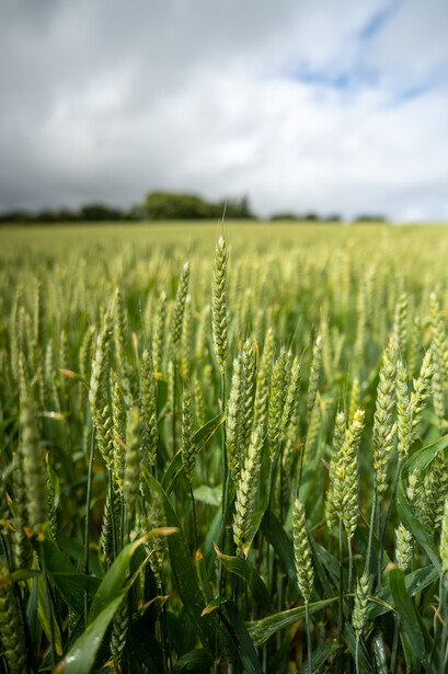 Close-up of green wheat stalks in a field with soft focus trees and cloudy sky in background.